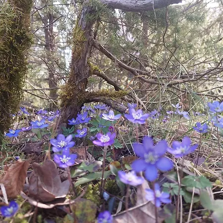 Puhkemaja Sinilille Suvemaja Saunaga