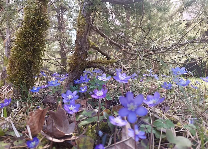 Holiday home Sinilille Suvemaja Saunaga